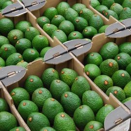 Ящик Авокадо Фуерте, фото 1