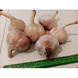 Український домашній часник, фото 1