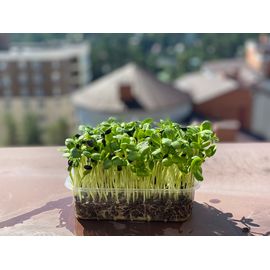 Микрозелень Подсолнечник, фото 1