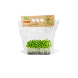 Микрозелень Кинза, фото 1