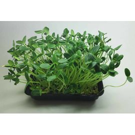 Мікрозелень (Мікрогрін) Огірка зростаюча в боксі ТМ &quot;Dobrogreens.com&quot;, фото 1