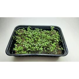 Мікрозелень (Мікрогрін) Базиліка зростаюча в боксі, фото 1