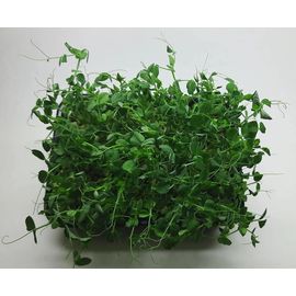 Мікрозелень (Мікрогрін) Гороху зростаюча в боксі TM &quot;Dobrogreens.com&quot;, фото 1