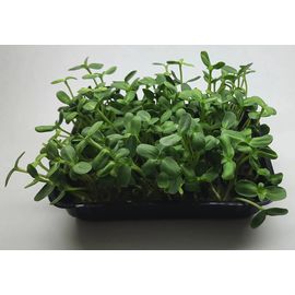 Мікрозелень (Мікрогрін) Соняшника зростаюча в боксі ТМ &quot;Dobrogreens.com&quot;, фото 1
