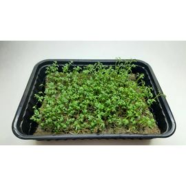 Мікрозелень (Мікрогрін) Крес – Салату зростаюча в боксі ТМ &quot;Dobrogreens.com&quot;, фото 1