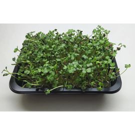 Мікрозелень (Мікрогрін) Дайкону зростаюча в боксі ТМ &quot;Dobrogreens.com&quot;, фото 1