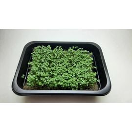 Мікрозелень (Мікрогрін) Рукколи зростаюча в боксі ТМ &quot;Dobrogreens.com&quot;, фото 1