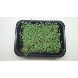 Мікрозелень (Мікрогрін) Чіа зростаюча в боксі ТМ &quot;Dobrogreens.com&quot;, фото 1
