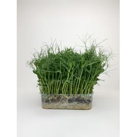 Горошок у зростаючому боксі., фото 1