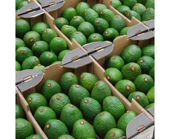 Ящик Авокадо Фуерте Avocado Store, фото 1