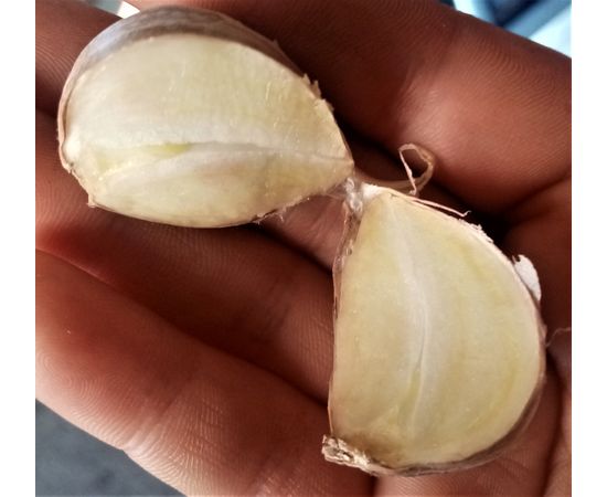 Зубок часнику Насіннєвий завод часнику, фото 2