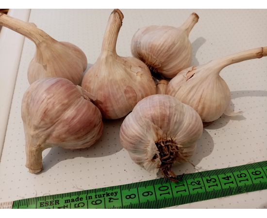 Украинский домашний чеснок Насіннєвий завод часнику, фото 1 Украинский домашний чеснок Насіннєвий завод часнику, фото 1