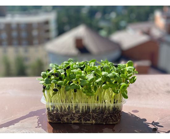 Микрозелень Подсолнечник Мікрозелень Ігуана, фото 1