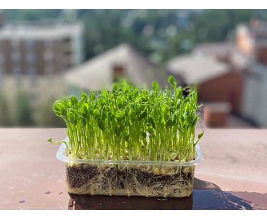 Микрозелень Горошек Мікрозелень Ігуана, фото 1
