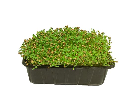 Микрозелень Кинза Мікрозелень Ігуана, фото 2