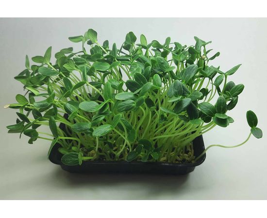 Мікрозелень (Мікрогрін) Огірка зростаюча в боксі ТМ "Dobrogreens.com" dobrogreens.com, фото 1 Мікрозелень (Мікрогрін) Огірка зростаюча в боксі ТМ "Dobrogreens.com" dobrogreens.com, фото 1