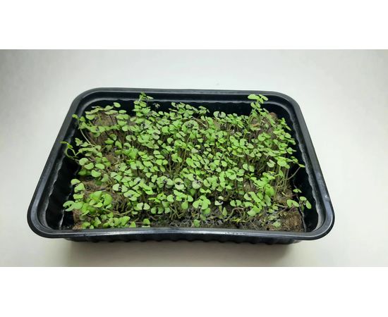 Мікрозелень (Мікрогрін) Базиліка зростаюча в боксі dobrogreens.com, фото 1