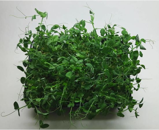 Мікрозелень (Мікрогрін) Гороху зростаюча в боксі TM "Dobrogreens.com" dobrogreens.com, фото 1 Мікрозелень (Мікрогрін) Гороху зростаюча в боксі TM "Dobrogreens.com" dobrogreens.com, фото 1