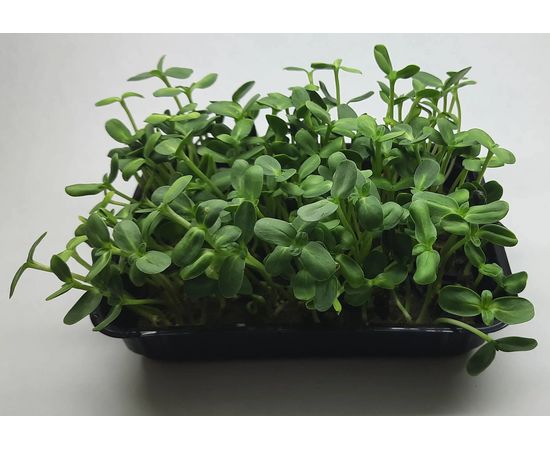 Мікрозелень (Мікрогрін) Соняшника зростаюча в боксі ТМ "Dobrogreens.com" dobrogreens.com, фото 1 Мікрозелень (Мікрогрін) Соняшника зростаюча в боксі ТМ "Dobrogreens.com" dobrogreens.com, фото 1