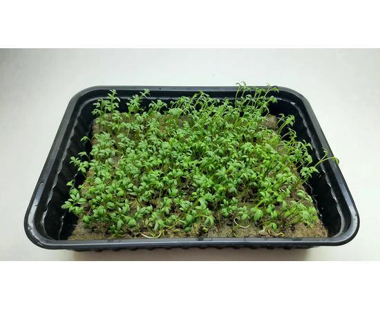 Мікрозелень (Мікрогрін) Крес – Салату зростаюча в боксі ТМ &quot;Dobrogreens.com&quot; dobrogreens.com, фото 1