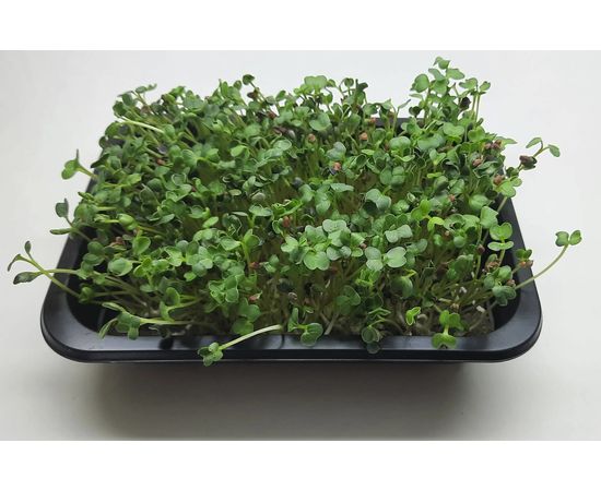 Мікрозелень (Мікрогрін) Дайкону зростаюча в боксі ТМ &quot;Dobrogreens.com&quot; dobrogreens.com, фото 1