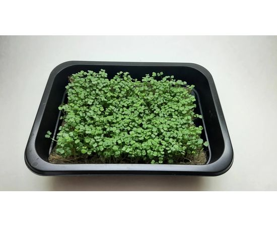 Мікрозелень (Мікрогрін) Рукколи зростаюча в боксі ТМ "Dobrogreens.com" dobrogreens.com, фото 1 Мікрозелень (Мікрогрін) Рукколи зростаюча в боксі ТМ "Dobrogreens.com" dobrogreens.com, фото 1