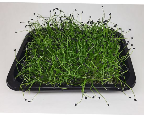 Мікрозелень (Мікрогрін) Цибулі зростаюча в боксі ТМ &quot;Dobrogreens.com&quot; dobrogreens.com, фото 1