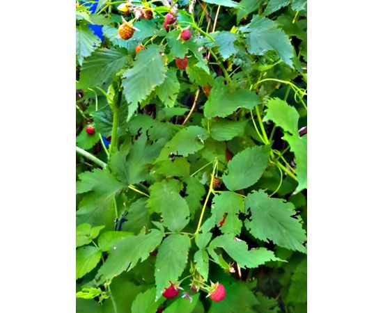 Авторський чай “Подих степу” бадьорий Авторський чай &quot;Подих степу&quot;, фото 5