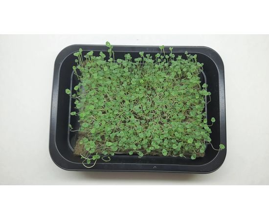 Мікрозелень (Мікрогрін) Чіа зростаюча в боксі ТМ "Dobrogreens.com" dobrogreens.com, фото 1 Мікрозелень (Мікрогрін) Чіа зростаюча в боксі ТМ "Dobrogreens.com" dobrogreens.com, фото 1