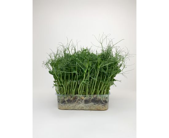 Горошок у зростаючому боксі. ФОП Корецька О.Є, фото 1