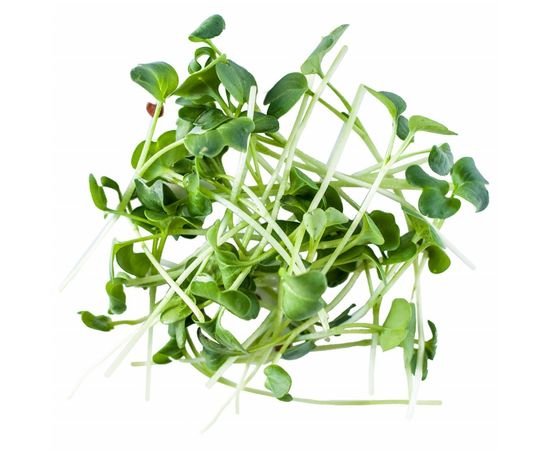 Микрозелень горчицы ОКЕЙ ЗЕЛЕНЬ, фото 2 Микрозелень горчицы ОКЕЙ ЗЕЛЕНЬ, фото 2